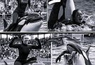 Coach Orca is Destroy by this thing while … see more